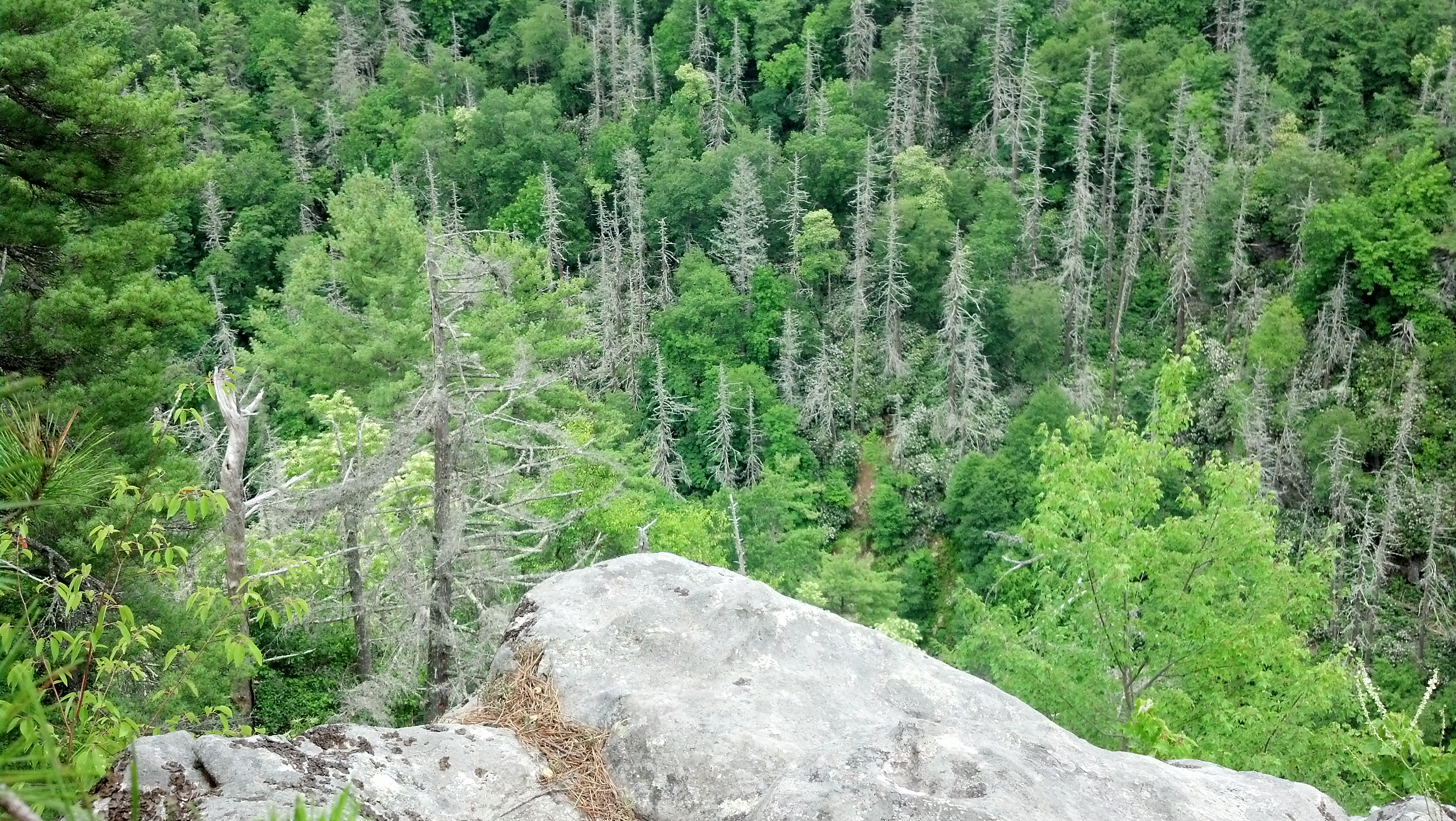 Hemlock forests in Linville Gorge, NC
