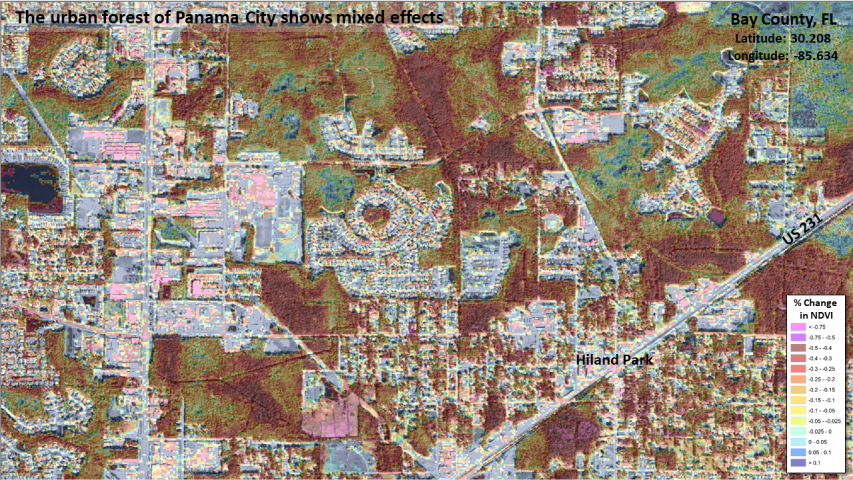 Urban forest damage in Panama City, FL