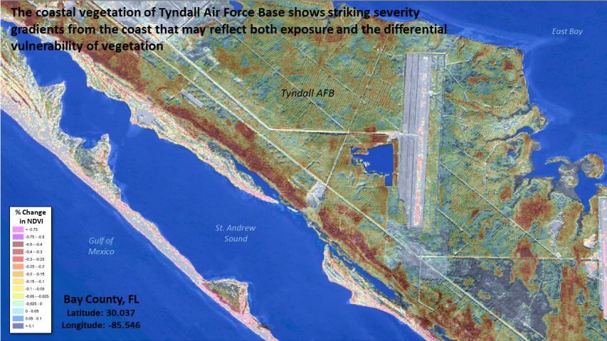 Coastal forest damage at Tyndall AFB