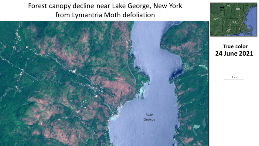 Lymantria defoliation near Lake George, New York true color from HiForm.org