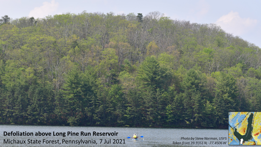 2021's Lymantria (Gypsy) Moth defoliation in the Michaux State Forest, South Mountain, Pennsylvania