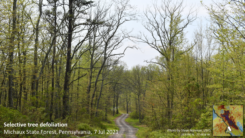 2021's Lymantria (Gypsy) Moth defoliation in the Michaux State Forest, South Mountain, Pennsylvania