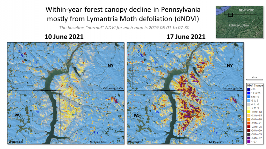 2021 Lymantria defoliation in the Alleghany National Forest, Pennsylvania
