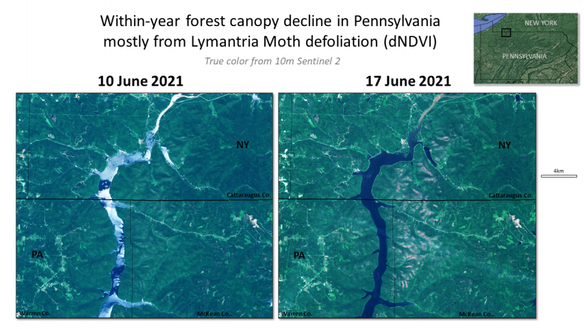 2021 Lymantria defoliation in the Alleghany National Forest, Pennsylvania
