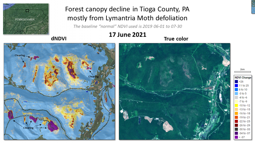 2021 Lymantria defoliation in the Tioga State Forest, Tioga County, Pennsylvania near Wellsboro