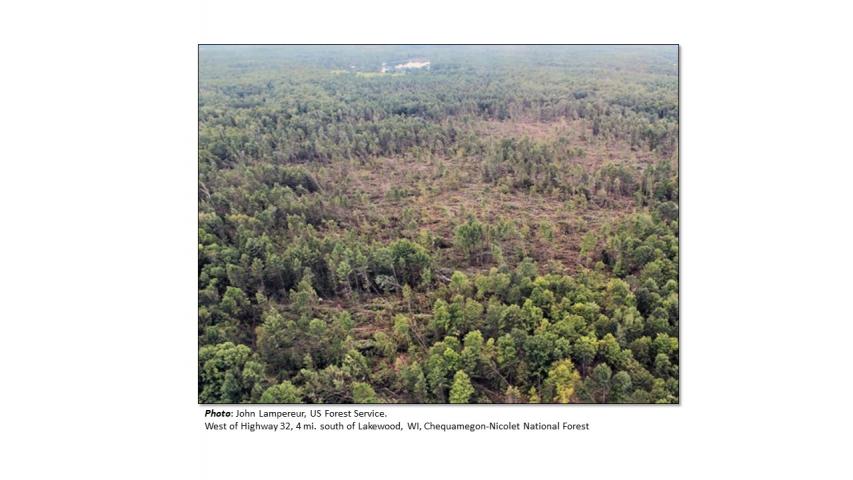 An oblique aerial view of damage on the Chequamegon-Nicolet National Forest, Wisconsin
