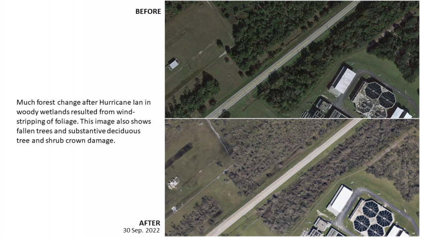 Impacts from Hurricane Ian included leaf stripping and structural tree damage.