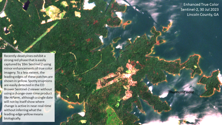Southern Pine Beetles (SPB) mortality in Lincoln County, GA during 2023