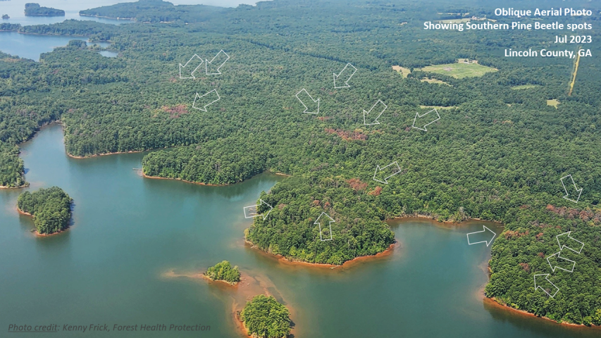Southern Pine Beetles (SPB) mortality in Lincoln County, GA during 2023 from aircraft
