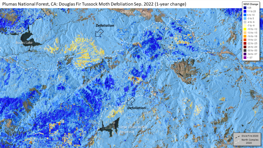 2023 Douglas-fir Tussock Moth defoliation in the Plumas National Forest, California
