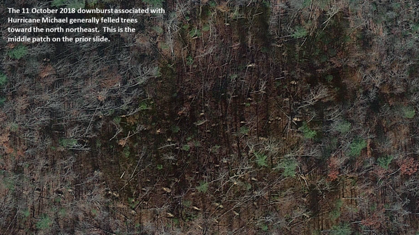 Non-fire wind disturbance within the 2016 Rough Ridge fire, Chattahoochee National Forest, Georgia from Hurricane Michael
