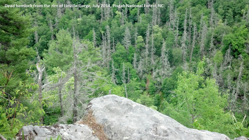 Photo of dead hemlock in Linville Gorge, NC from 2014