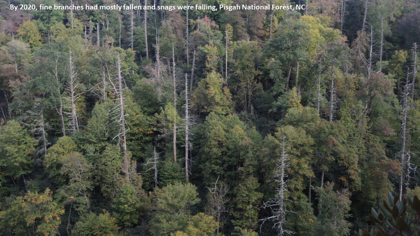 Photo of dead hemlock on the Pisgah NF along the Blue Ridge Parkway