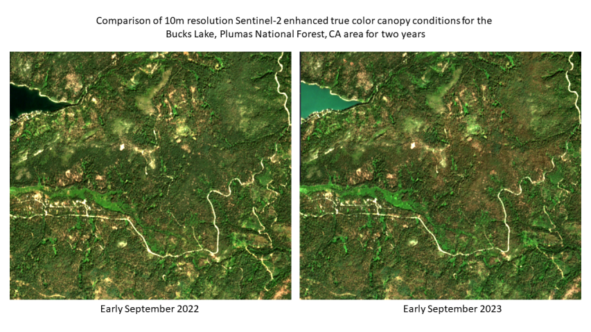 2023 Douglas-fir Tussock Moth defoliation in the Plumas National Forest, California