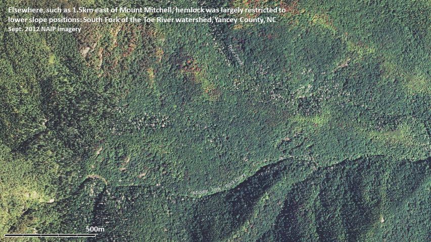 Hemlock mortality as documented by 2012 NAIP imagery near Mt Mitchell, NC