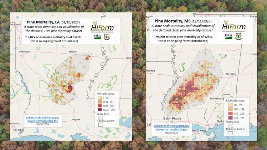 Pine beetle and drought mortality in MS and LA during fall 2023