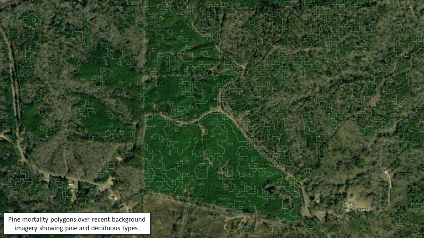 Pine beetle and drought mortality in MS and LA during fall 2023