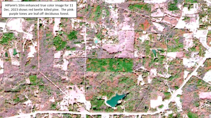 Pine beetle and drought mortality in MS and LA during fall 2023