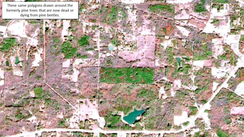Pine beetle and drought mortality in MS and LA during fall 2023