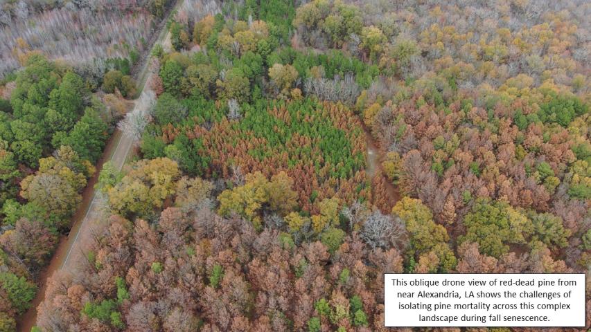 Pine beetle and drought mortality in MS and LA during fall 2023