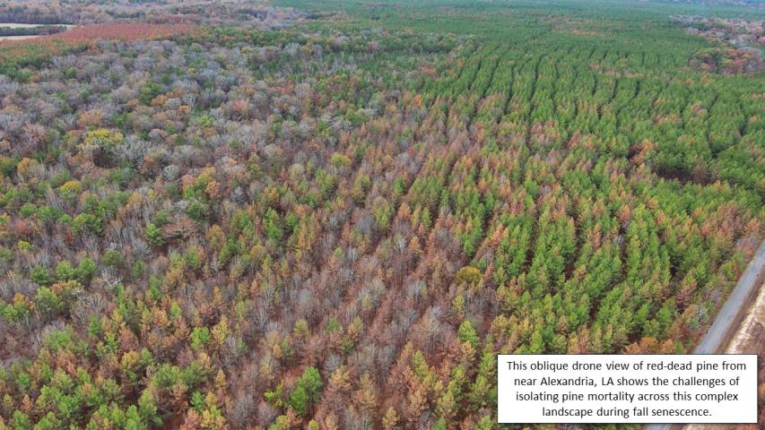 Pine beetle and drought mortality in MS and LA during fall 2023