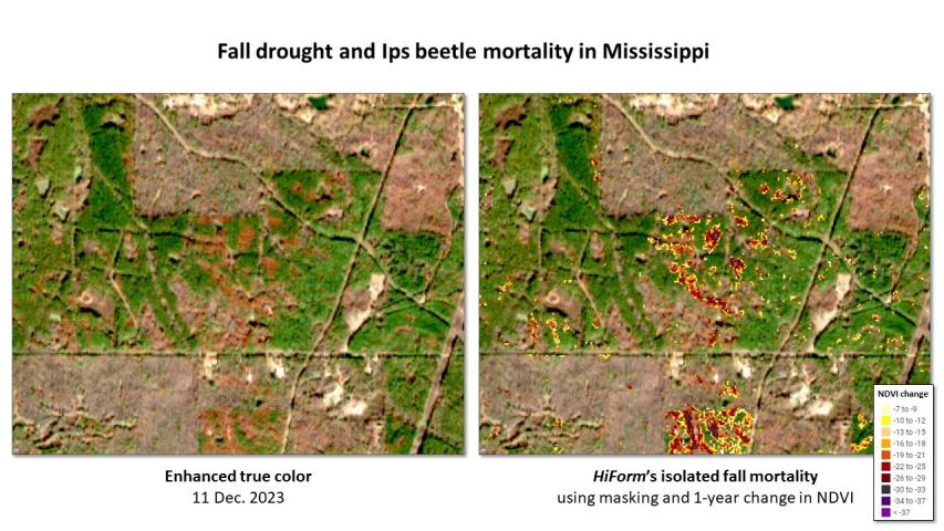 Pine beetle and drought mortality in MS and LA during fall 2023