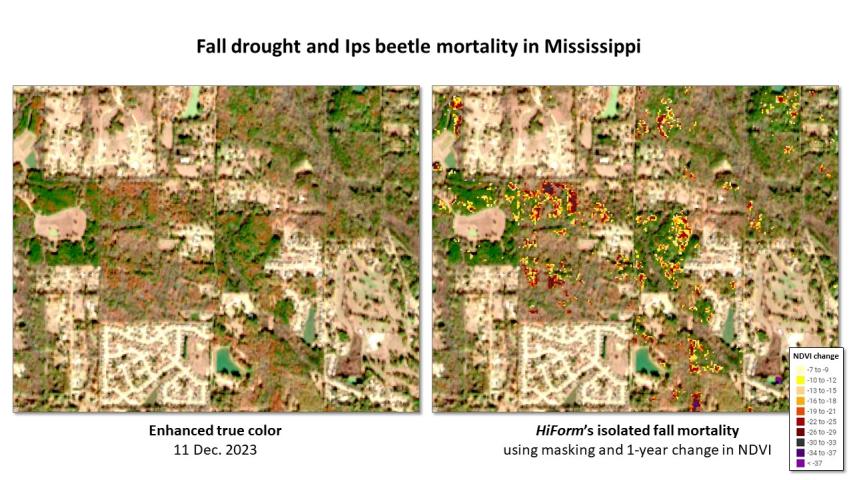 Pine beetle and drought mortality in MS and LA during fall 2023