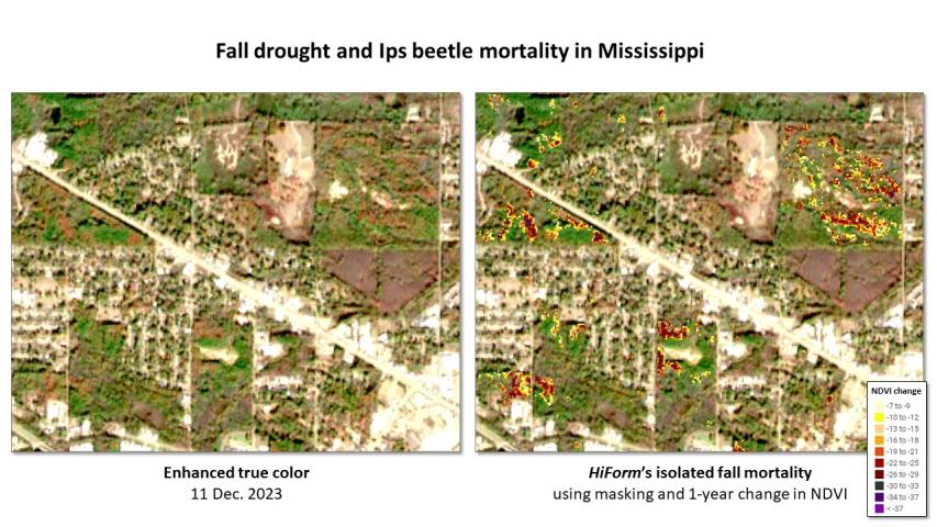Pine beetle and drought mortality in MS and LA during fall 2023