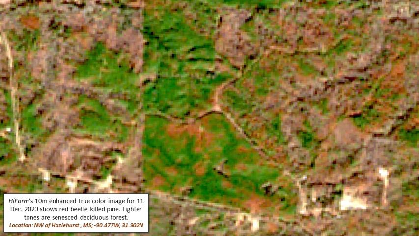 Pine beetle and drought mortality in MS and LA during fall 2023