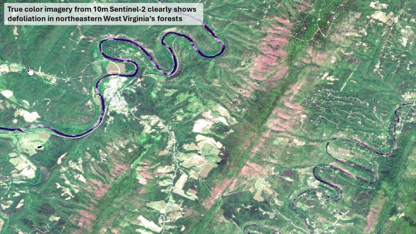 June 2024 defoliation shown by 10m Sentinel-2 true color imagery