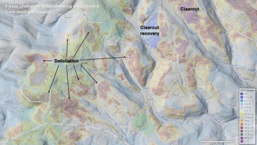 Cankerworm defoliation in southwestern Pennsylvania