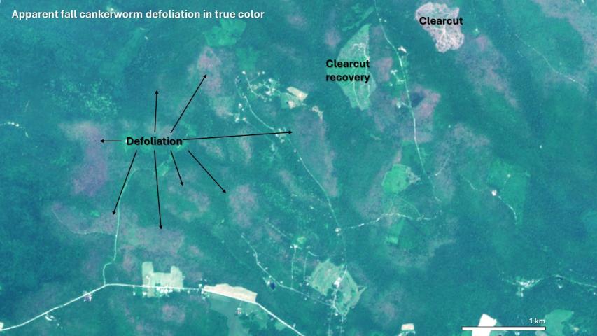 Cankerworm defoliation in southwestern Pennsylvania
