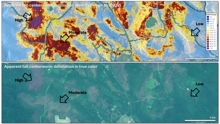 Cankerworm defoliation in southwestern Pennsylvania