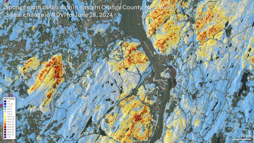 Spongy moth defoliation near West Point, New York in June 2024