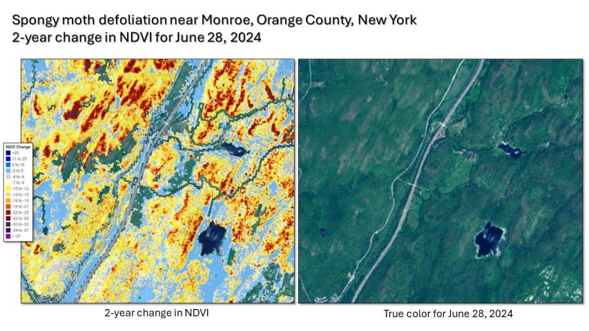 Spongy moth defoliation in eastern New York in June 2024