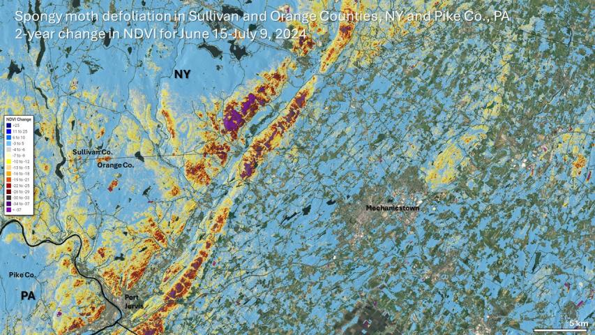 Spongy moth defoliation in New York and Pennsylvania in June 2024