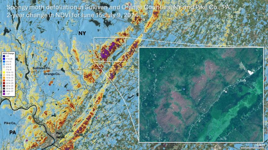 Spongy moth defoliation in New York and Pennsylvania in June 2024