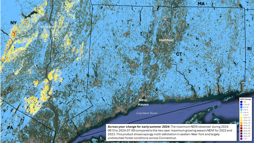 Early 2024 spongy moth defoliation in the NY Catskills