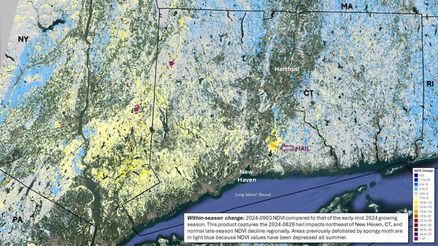 Within year change in NDVI for Connecticut and New York showing hail and spongy moth effects to forests