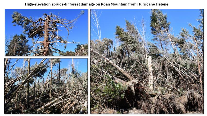 Hurricane Helene damage in the Southern Appalachians - Roan Mountain