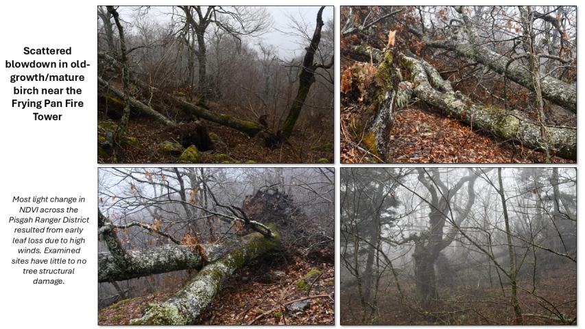 Hurricane Helene damage in the Southern Appalachians - Pisgah RD