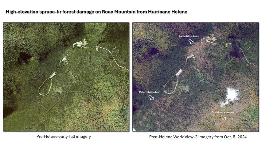 Hurricane Helene damage in the Southern Appalachians - Roan Mountain