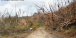 Hurricane Maria impacts to El Yunque National Forest