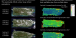Tropical problems with clouds can be reduced by maximum value compositing of multiple dates.