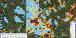 Pine beetle and drought mortality in MS and LA during fall 2023