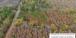 Pine beetle and drought mortality in MS and LA during fall 2023