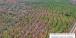 Pine beetle and drought mortality in MS and LA during fall 2023