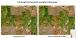 Pine beetle and drought mortality in MS and LA during fall 2023