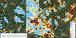 Pine beetle and  drought mortality in MS and LA during fall 2023