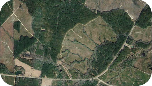 Timber Harvesting